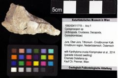 Foto (Objket + Etiketten) von Gabriella anfracta (Schweitzer & Feldmann, 2008) 